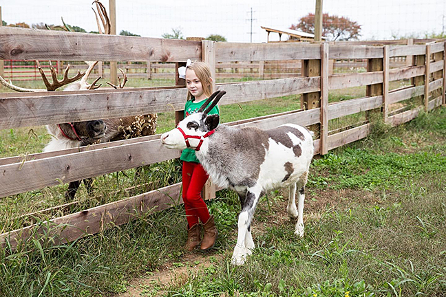 Bowling Green, KY  Christmas Lights, Reindeer Farm & Events