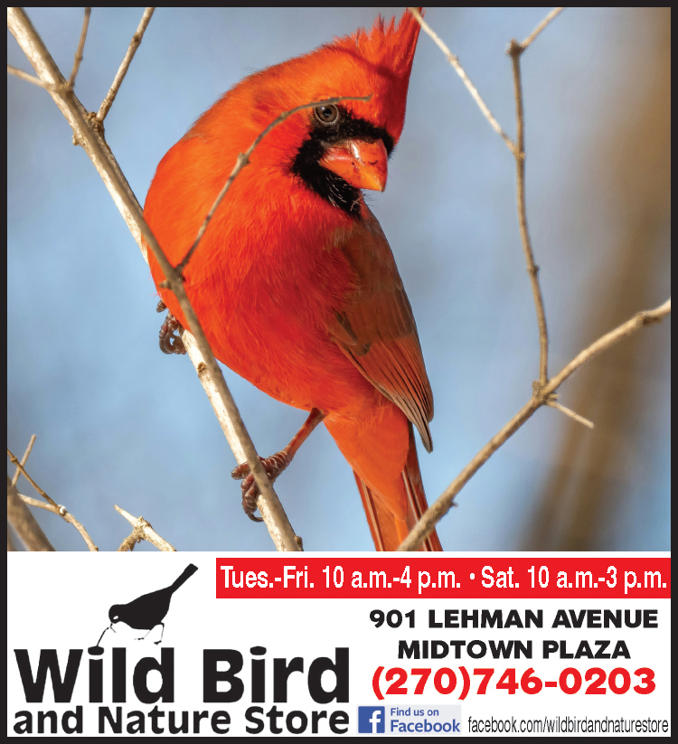 Learn about Cardinals at the Wild Bird and Nature Store.